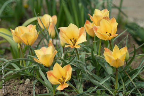 Yellow Bokhara tulips in a group (Tulipa linifolia). photo