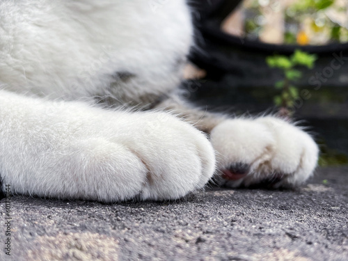 Cute cat paws closeup. Fluffy paws of a white cat. Selective focus. Blurred foreground and background