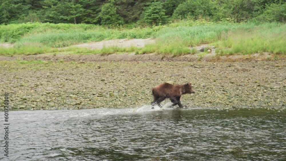 A wild bear quickly ran up the river and looked into the river to search. Alaska's Summer: A Trio of Scenery Featuring Salmon, Brown Bears, and Rivers.