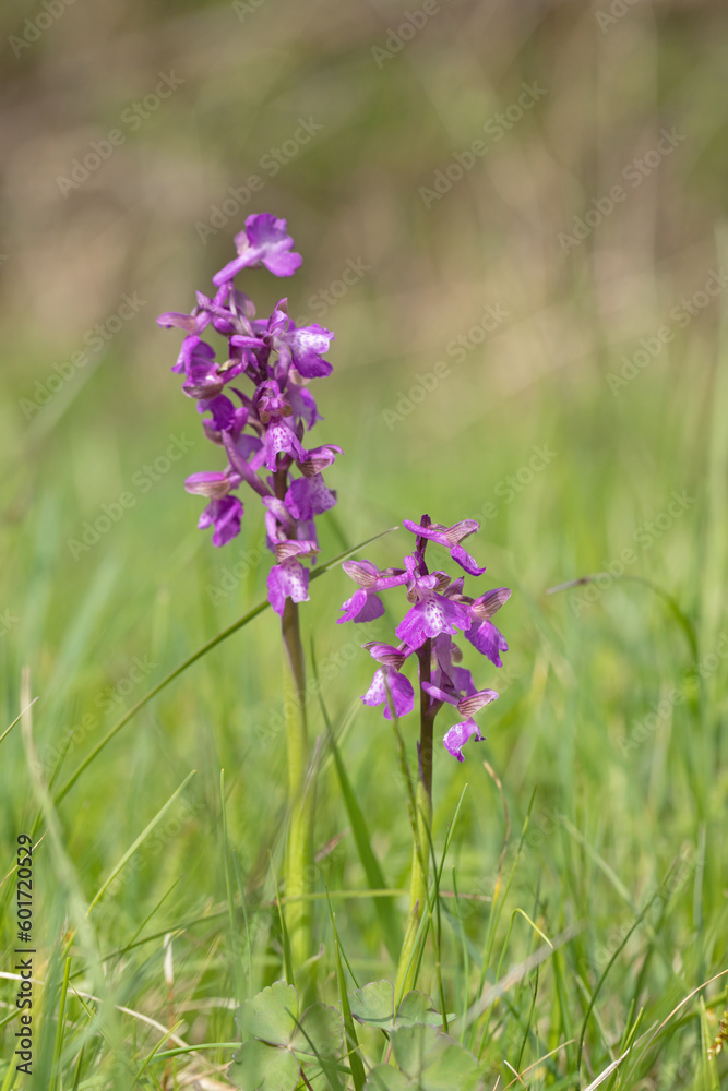 Green-veined orchid (Anacamptis morio) on a meadow. Green-veined orchid (Anacamptis morio) on a meadow.