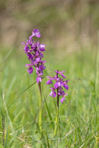 Green-veined orchid  Anacamptis morio  on a meadow.