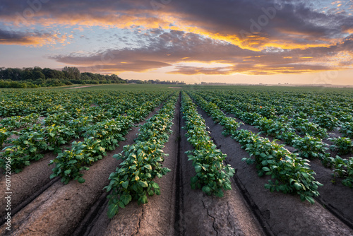 Agricultural field with even rows of potato in the summer time. Growing potatoes. Orange sunset on background