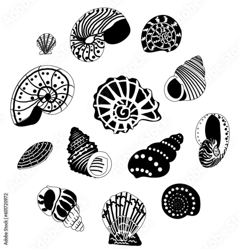set of shells drawn in a doodle style. Hand-drawn illustration. Round composition. Collection of black and white shells.