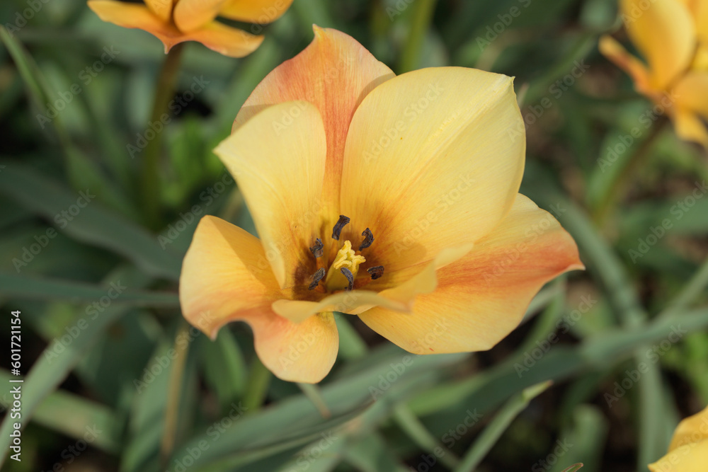 Blossom of a flax-leaved tulip (Tulipa linifolia). Blossom of a flax-leaved tulip (Tulipa linifolia).
