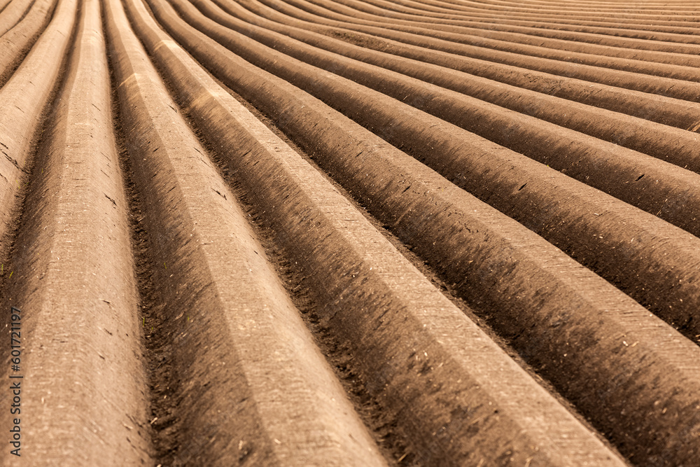 Fertile brave brown soil. Agricultural field with even rows in the spring. Growing potatoes. Growth land texture