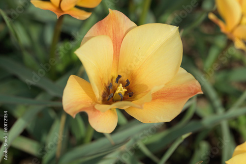 Blossom of a flax-leaved tulip (Tulipa linifolia). photo