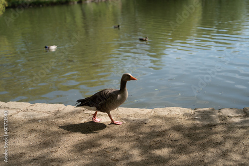 Enten am und im Teich In der Natur