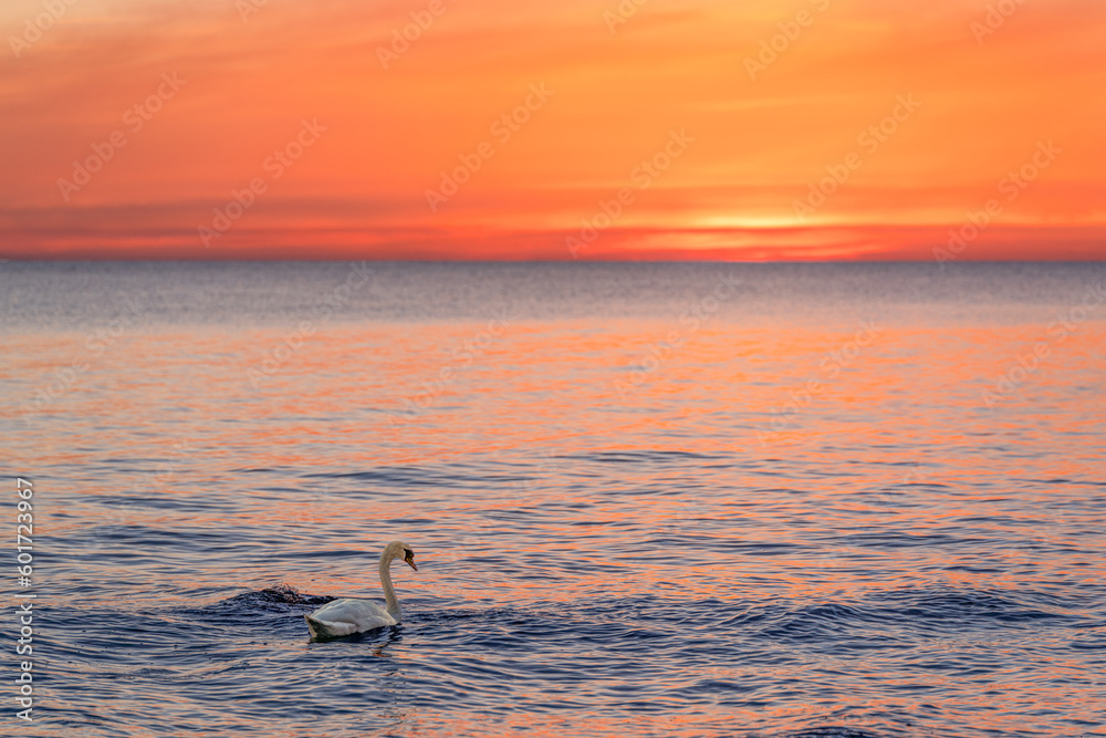Fototapeta premium Ein majestätischer weißer Schwan (Cygnus olor) schwimmt in der spiegelglatten Ostsee vor einem atemberaubenden orangefarbenen Sonnenuntergang. Traumhafte Atmosphäre