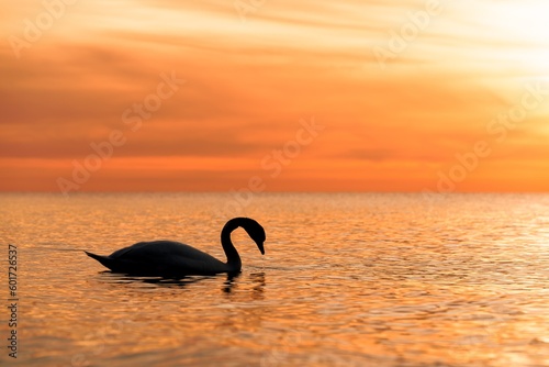 dunkle Silhouette eines majest  tischen  wei  en  in der spiegelglatten Ostsee vor einem atemberaubenden orangefarbenen Sonnenuntergang schwimmenden Schwan   Cygnus olor   Traumhafte Atmosph  re