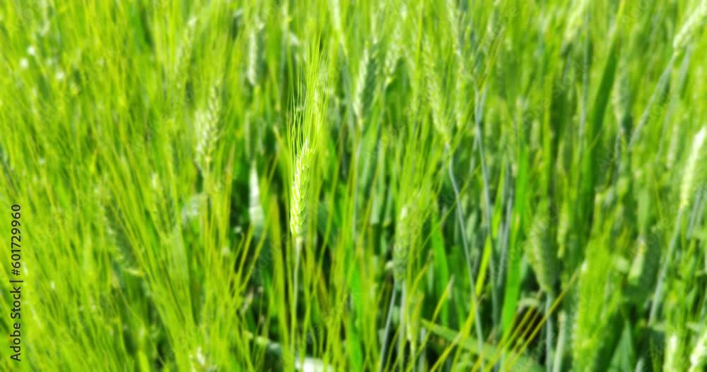 Dolly shot of a green organic unripe wheat barley field in summer. Dolly shot of a green organic unripe wheat barley field in summer.