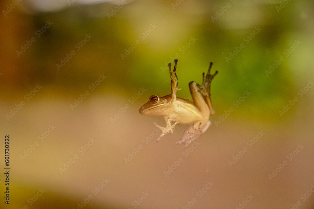 Fototapeta premium Frog