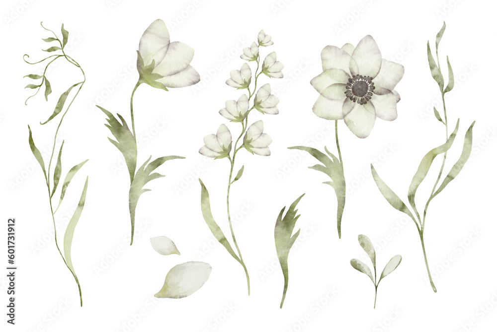 Botanic illustration isolated on white background. Set watercolor elements of white flowers collection garden, wildflowers, leaves, petals.