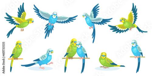 Fotografia Big set of green and blue cute budgies in different poses, flying and sitting