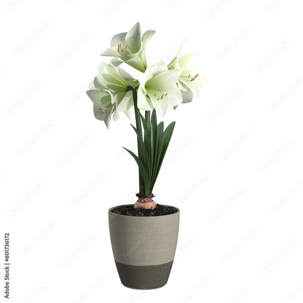 white flower in a pot on transparent background PNG file