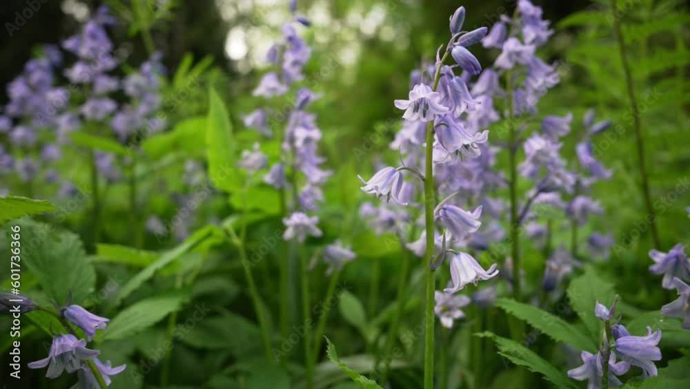 Bluebell camera move.
Camera moves in closer to some wild bluebell flowers. Bluebell camera move.
Camera moves in closer to some wild bluebell flowers.