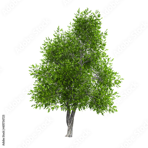 Фотография 3d rendering green verdant tree isolated