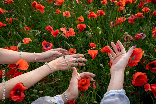 mani di donna che accarezzano fiori e erba in un campo di papaveri photo