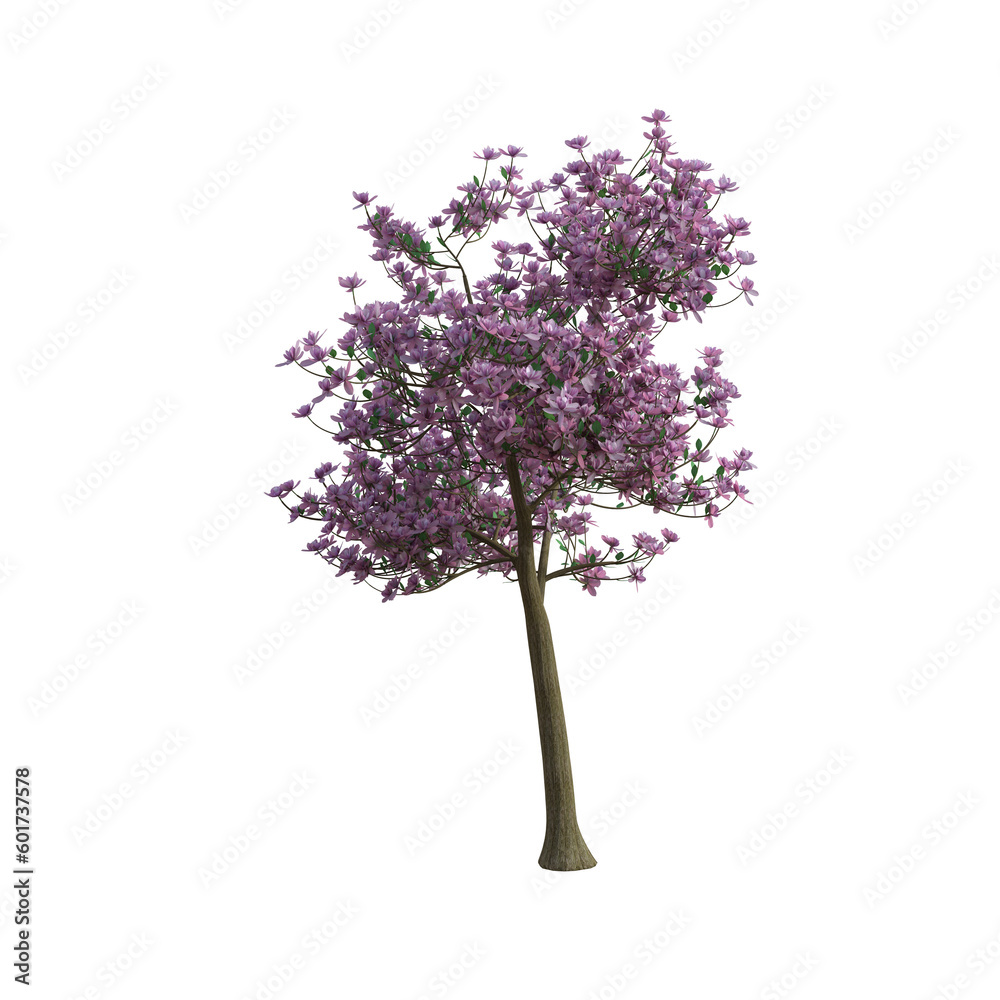 Fototapeta premium 3d render magnolia tree pink leaves isolated