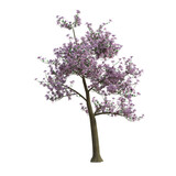 3d render magnolia tree pink leaves isolated