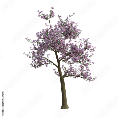 3d render magnolia tree pink leaves isolated