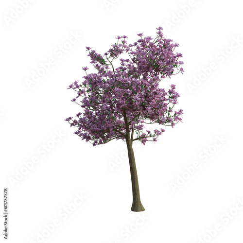 3d render magnolia tree pink leaves isolated