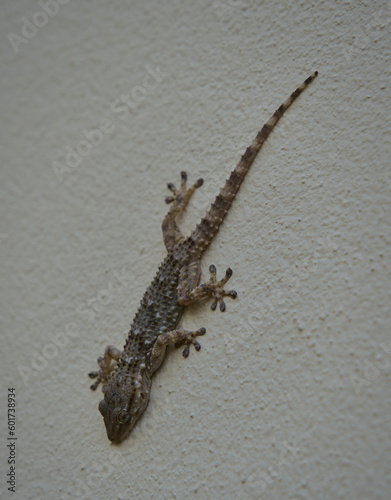 Gekkonidae (the common geckos) photo