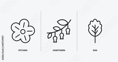 nature outline icons set. nature icons such as petunia, hawthorn, oak vector. can be used web and mobile.