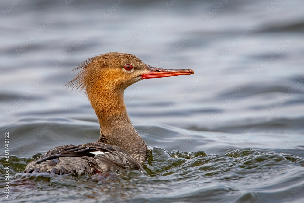 common merganser