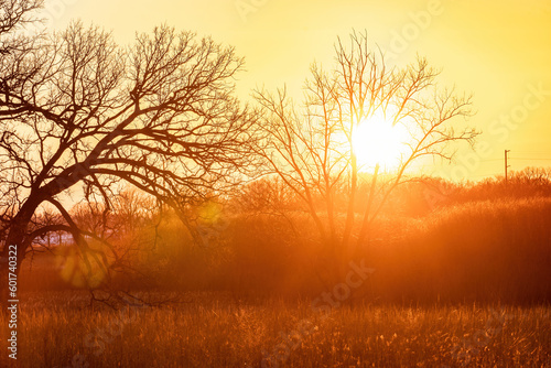 sunrise in the forest