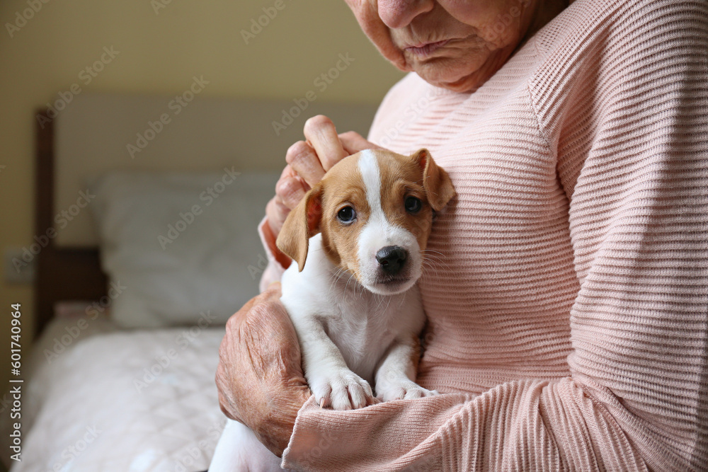 Emotional support animal concept. Portrait of elderly woman petting a little jack russell