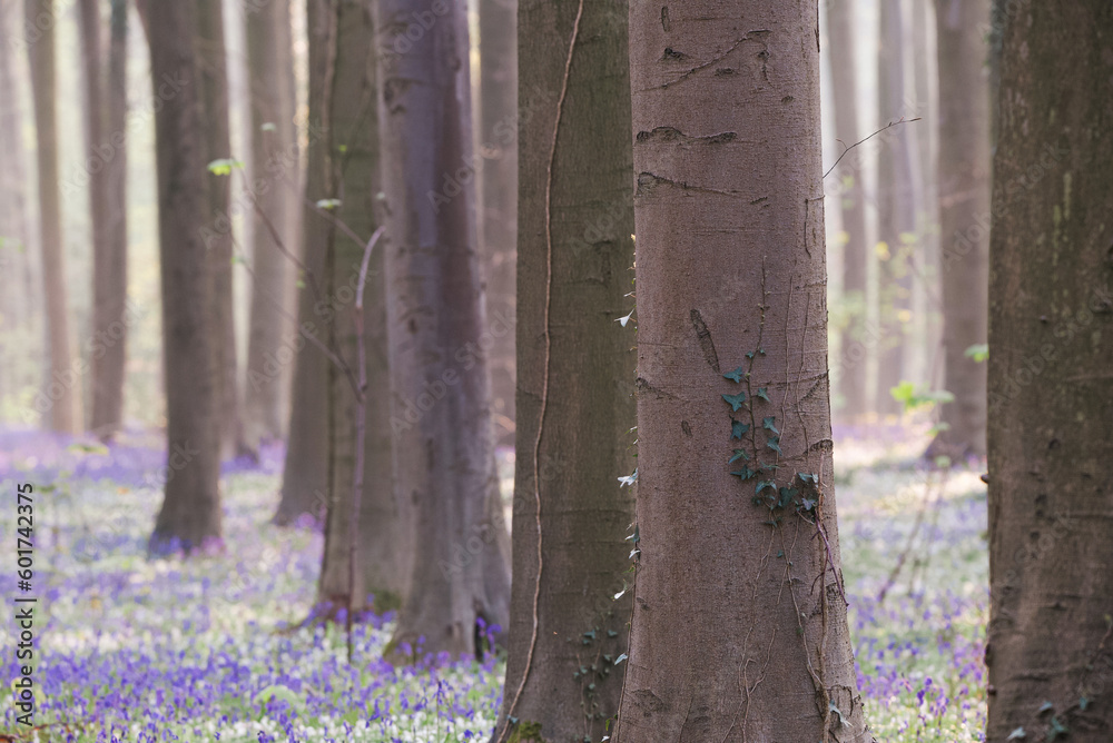 Beautiful view of the blue forest, Hallerbos Beautiful view of the blue forest, Hallerbos
