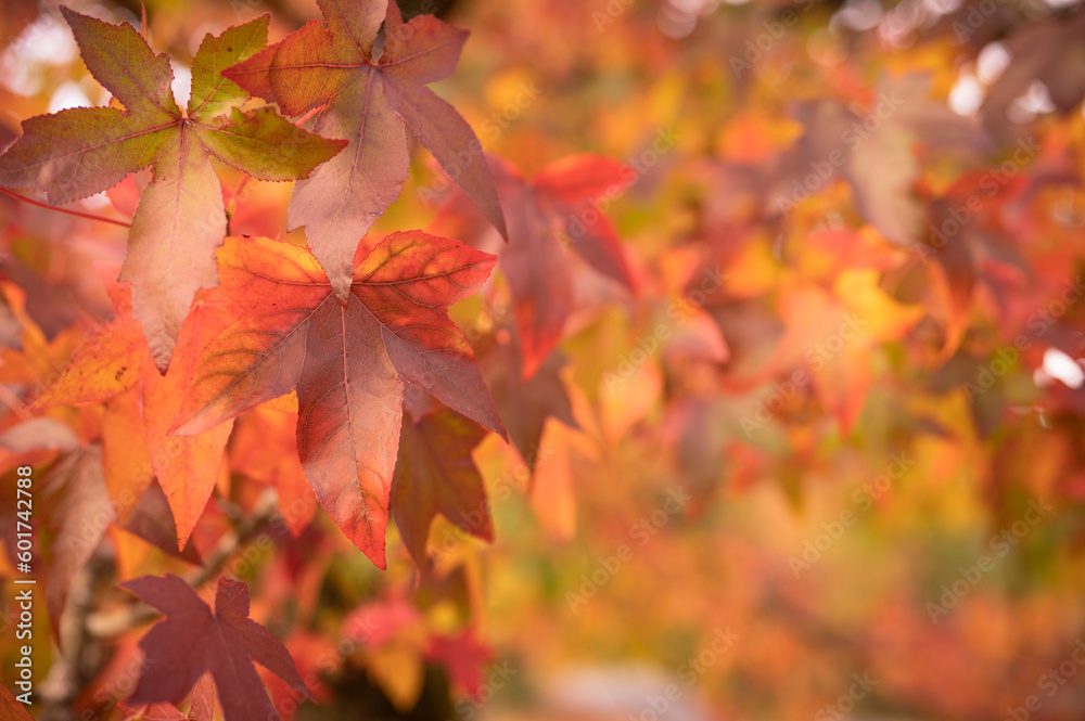 abstract background of autumn leaves autumn background, beautiful fall landscape on autumn yellow red and brown in fall months