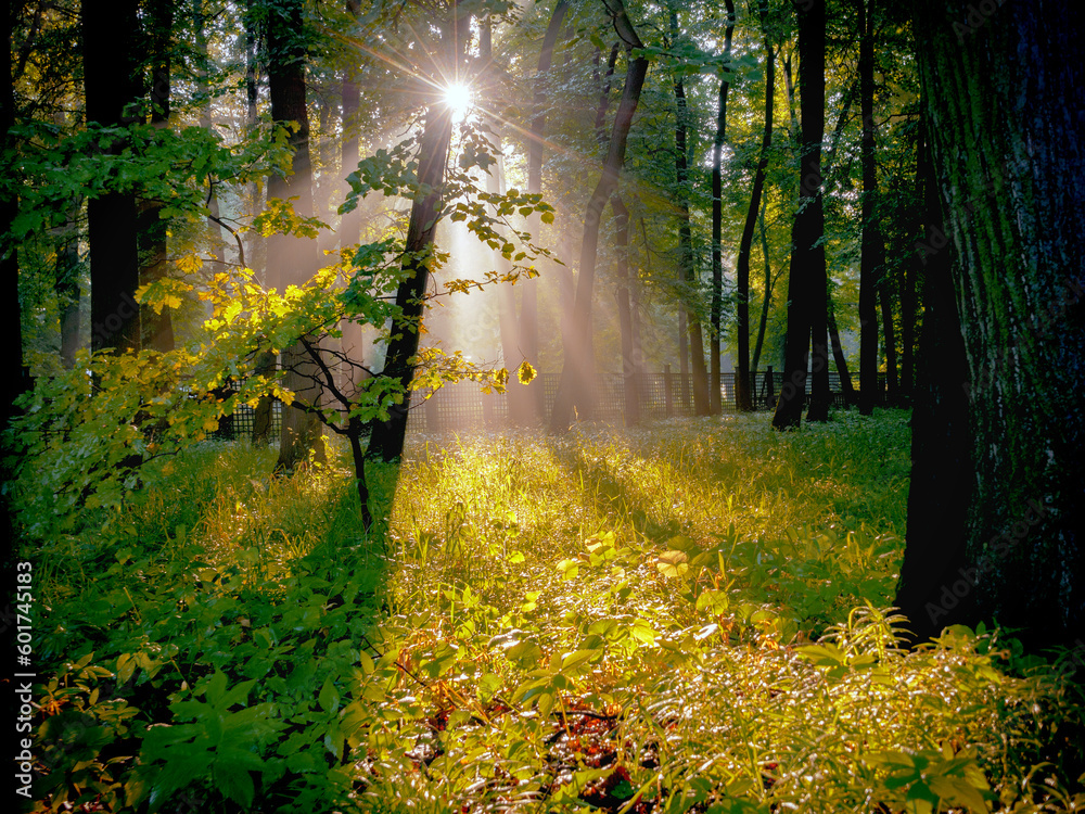 Obraz premium Wonderful views of the morning park in the sunny haze
