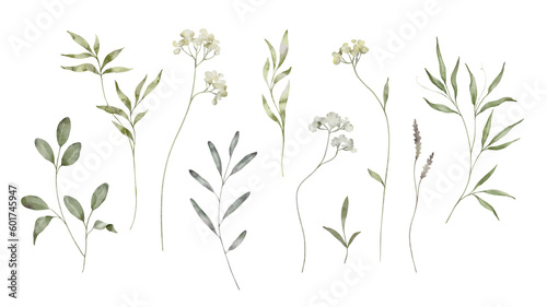 Botanic illustration isolated on white background. Set watercolor elements of white spring flowers collection garden, twig, leaves, petals.