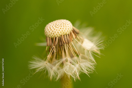 Partial dandelion seed head