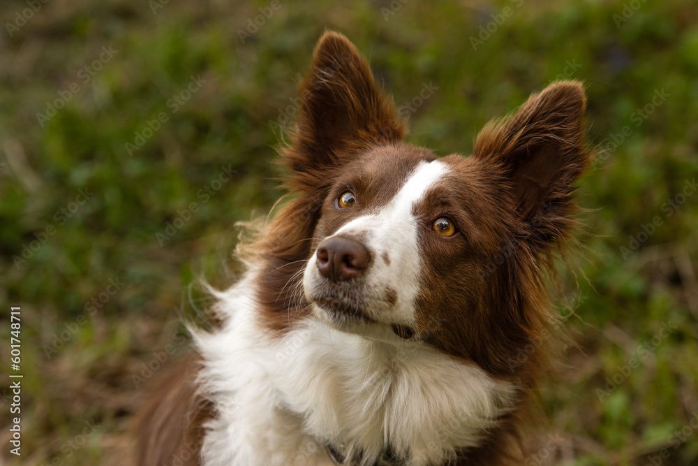 Overhead view of brown and white border collie dog in a shady park. Copy space, Concept:pet