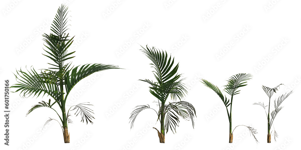 3d illustration of set areca palm plant isolated on transparent background