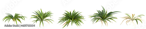 3d illustration of set setaria palmifolia plant isolated on transparent background human's eye view photo