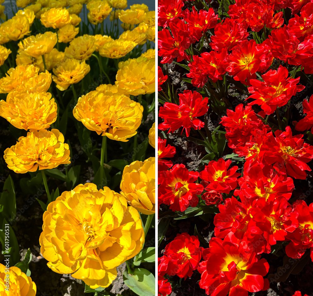Beautiful view of the red and yellow tulips in the park. Collage. Close-up.