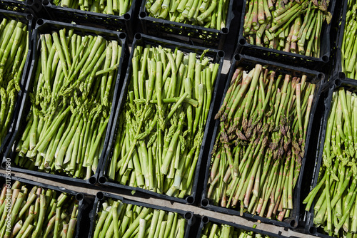 Green asparagus in boxes for sale