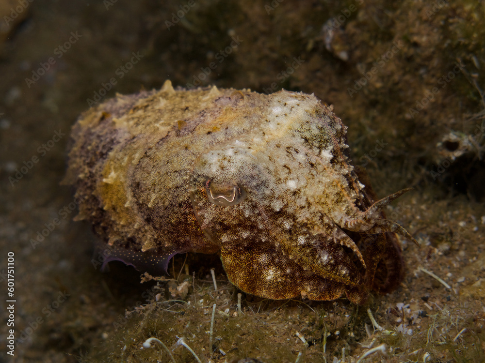 Squid Sepia officinalis from Cyprus, Mediterranean Sea Squid Sepia officinalis from Cyprus, Mediterranean Sea