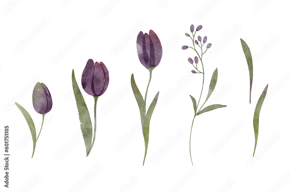 Botanic illustration isolated on white background. Set watercolor elements of spring tulips flowers collection garden, twig, leaves. Botanic illustration isolated on white background. Set watercolor elements of spring tulips flowers collection garden, twig, leaves.
