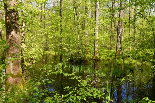 Wetland swamp in Krakov forest in Dolenjska, Slovenia with pedunculate oak (Quercus robur) tree and aquatuc plants in the water