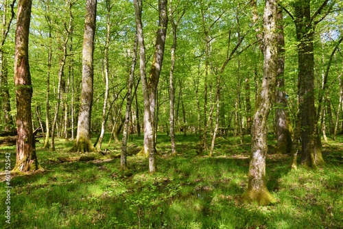Fototapeta Naklejka Na Ścianę i Meble -  Old growth Krakow forest with pedunculate oak (Quercus robur) and common hornbeam trees (Carpinus betulus) in Dolenjska, Slovenia
