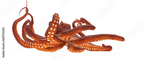 red octopus with several tentacles moving with head protrusions and suction cups on a white background