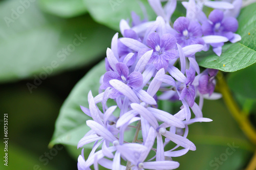 Sandpaper vine  Purple wreath or Queens wreath or purple flower