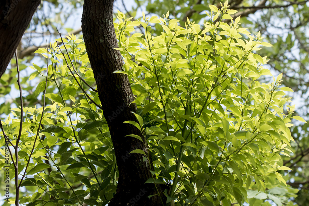 Fototapeta premium Cinnamomum camphora tree