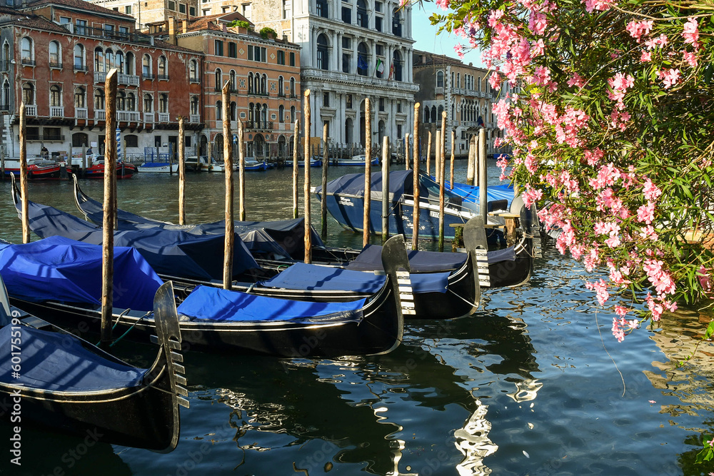 Row of gondolas moored on the Grand Canal with a pink oleander plant in full bloom in summer, Venice, Veneto, Italy