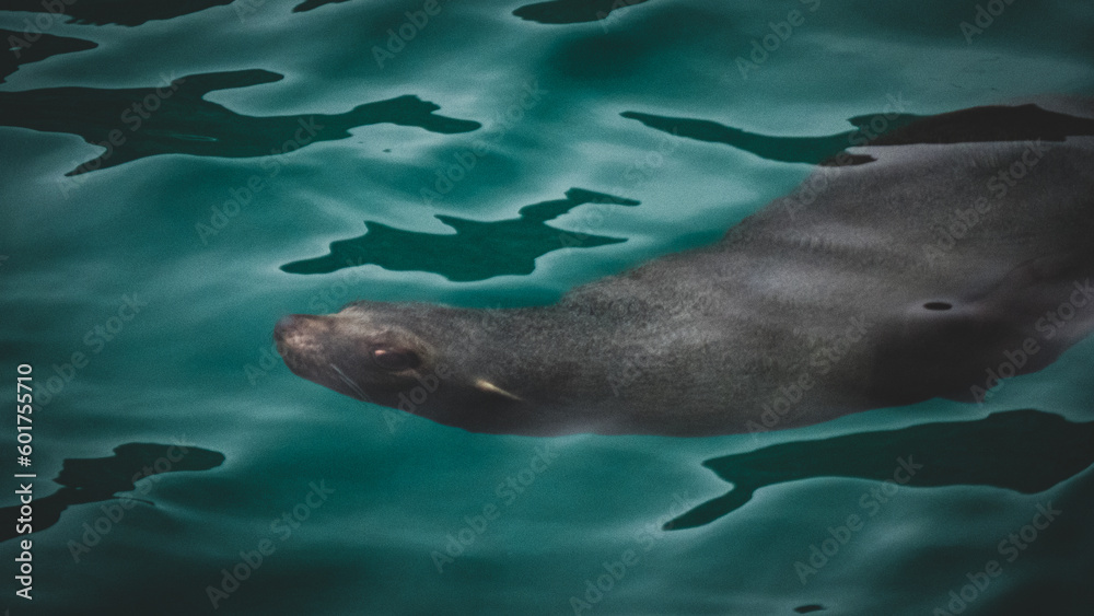 Obraz premium Sea Lion 1