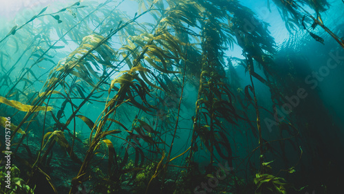 Kelp Forests 9